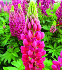 Lupina mnoholistá Lupini Red - Vlčí bob - Lupinus polyphyllus - prodej semen - 15 ks