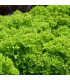 BIO Salát listový kadeřavý Lollo Bionda - Lactuca sativa - prodej bio semen - 100 ks