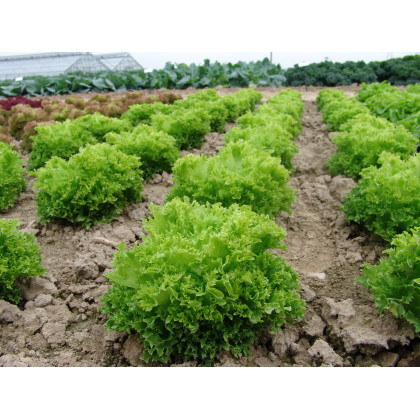Salát Rekord - letní salát - Lactusa Sativa - 0,3 g