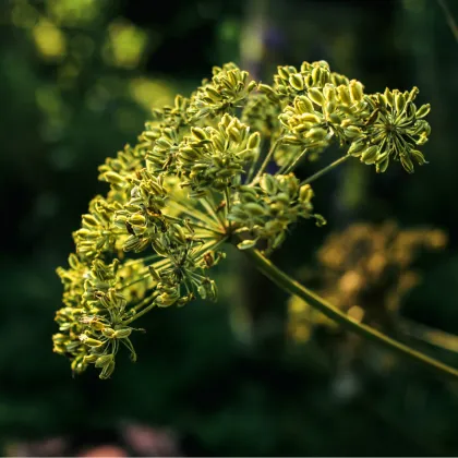 Anýz - Pimpinella anisum - prodej semen - 250 ks