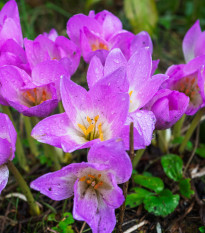 Ocún Lilac Wonder - Colchicum - prodej cibulovin - 1 ks