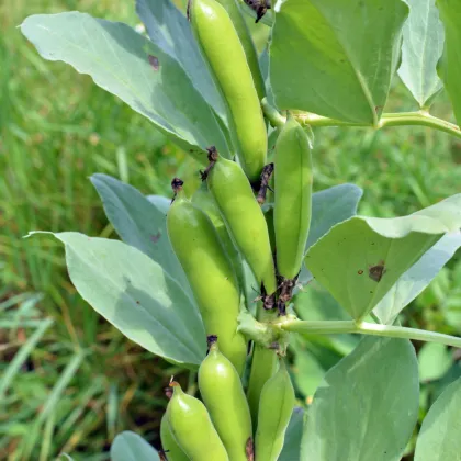 Bob obecný - Vicia faba - prodej semen - 15 ks