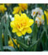 Narcis Golden Ducat - Narcissus L. - prodej cibulovin - 3 ks