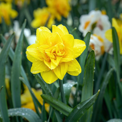 Narcis Golden Ducat - Narcissus L. - prodej cibulovin - 3 ks