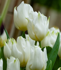 Tulipán Agrass White - Tulipa - prodej cibulovin - 3 ks