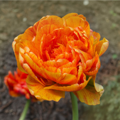 Tulipán Sunlover - Tulipa - prodej cibulovin - 3 ks