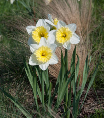 Narcis Ice Follies - Narcissus L. - prodej cibulovin - 3 ks