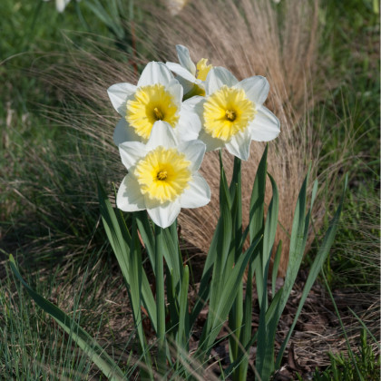 Narcis Ice Follies - Narcissus L. - prodej cibulovin - 3 ks
