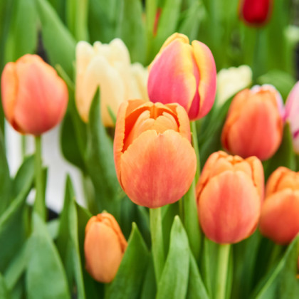 Tulipán Apricot Foxx - Tulipa - prodej cibulovin - 3 ks