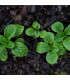 BIO Kozlíček polníček Vít - Vallerianella locusta - prodej bio semen - 100 ks