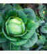BIO Zelí bílé Filderkraut - Brassica oleracea - prodej bio semen - 50 ks