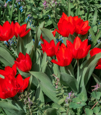 Tulipán vícekvětý praestans Zwanenburg var. - Tulipa - prodej cibulovin - 3 ks