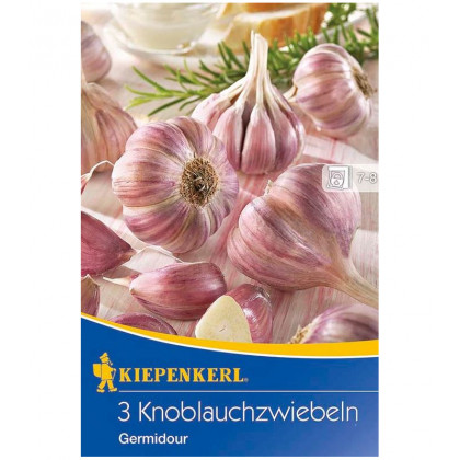 Sadbový Česnek Germidour - Allium sativum - nepaličák - prodej cibulí česneku - 1 balení