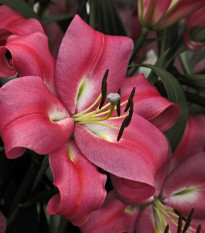 Lilie Robina - Lilium - prodej cibulovin - 1 ks