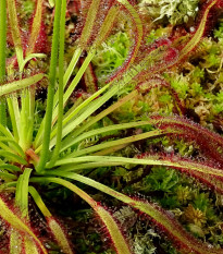 Rosnatka kapská Triffid Rose - Drosera capensis - prodej semen - 15 ks