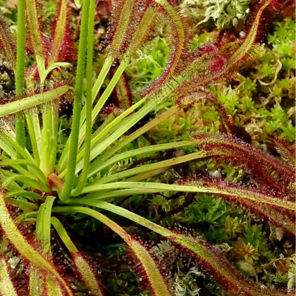 Rosnatka kapská Triffid Rose - Drosera capensis - prodej semen - 15 ks