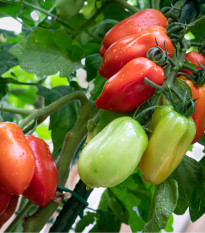 BIO Rajče San Marzano - Solanum lycopersicum - prodej bio semen - 7 ks