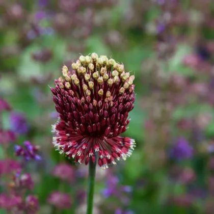 Okrasný česnek Red Mohican - Allium amethystinum - prodej cibulovin - 1 ks