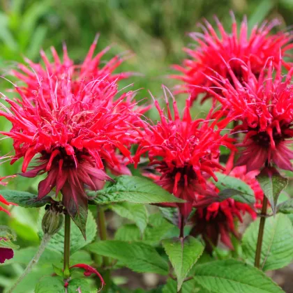 Zavinutka podvojná - Monarda - Monarda didyma - prodej semen - 30 ks