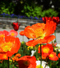 Mák alpínský směs - Papaver alpinum - prodej semen - 0,01 g