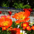 Mák alpínský směs - Papaver alpinum - prodej semen - 0,01 g