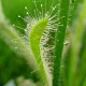 Rosnatka kapská nízká White flower - Drosera Capensis - prodej semen - 15 ks