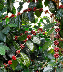 Kávovník arabský Himalaya - Coffea arabica - prodej semen - 5 ks