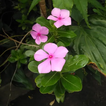 Barvínek Lavender F1 - Catharanthus - prodej semen - 30 ks