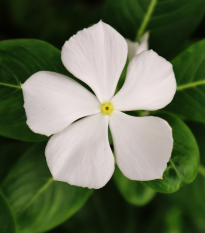 Barvínek White F1 - Catharanthus - prodej semen - 30 ks