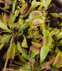 Mucholapka podivná - Dionaea muscipula - prodej semen - 10 ks