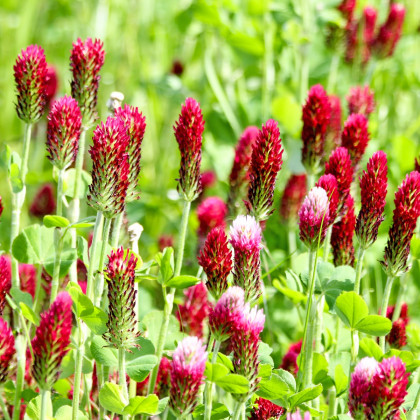 Jetel inkarnát - Trifolium incarnatum - prodej semen - 120 ks