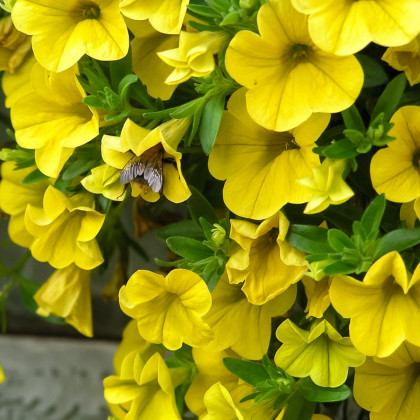 Minipetúnie Kabloom Yellow F1 - Calibrachoa hybrida - Milionbells - prodej semen - 7 ks