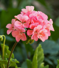 Muškát páskatý Jitka F1 - Pelargonium zonale - prodej semen - 6 ks