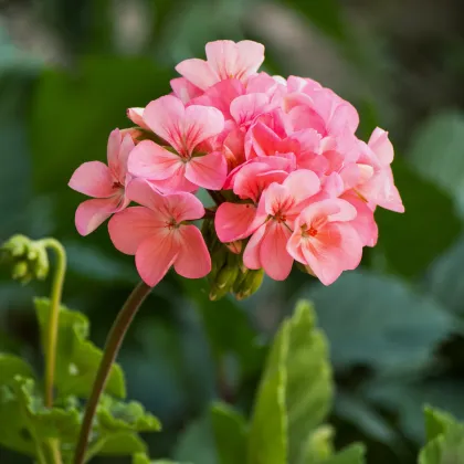 Muškát páskatý Jitka F1 - Pelargonium zonale - prodej semen - 6 ks