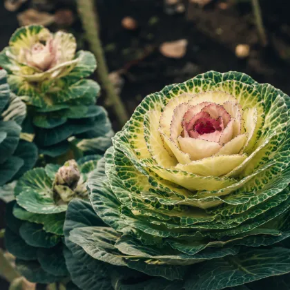 Okrasné zelí Crane bílé F1 - Brassica oleracea - prodej semen - 20 ks