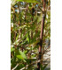 Fargesia - Bambus horský - Rákosovec - Fargesia fungosa - semena - 3 ks