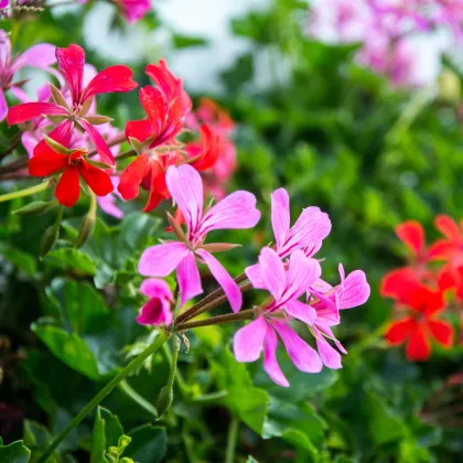 Muškát převislý Tornado směs barev - Pelargonium peltatum - prodej semen - 4 ks