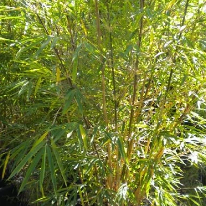 Fargesia - Bambus horský - Rákosovec - Fargesia fungosa - semena - 3 ks