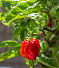 Chilli 7 Pot Douglah Red - Capsicum chinense - prodej semen - 7 ks