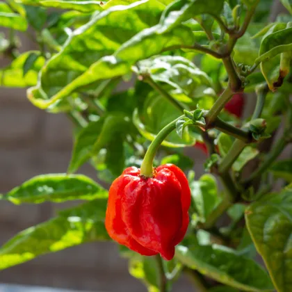 Chilli 7 Pot Douglah Red - Capsicum chinense - prodej semen - 7 ks