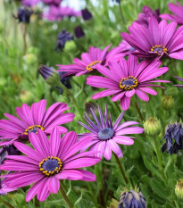 Paprskovka - Kapská kopretina - Osteospermum eclonis asti mix - prodej semen - 6 ks