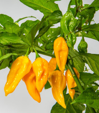 Chilli Habanero Lemon - Capsicum chinense - prodej semen - 10 ks