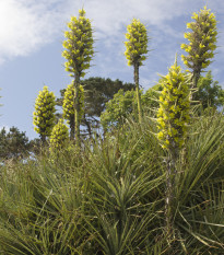 Puja Chilensis - Puya - prodej semen - 5 ks