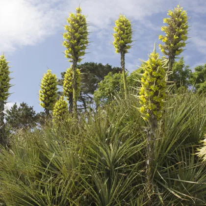 Puja Chilensis - Puya - prodej semen - 5 ks