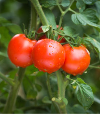 Rajče Karkulka - Solanum lycopersicum - prodej semen - 20 ks