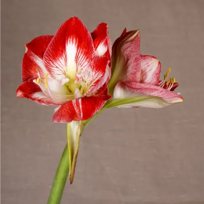 Hvězdník Minerva - Hippeastrum - prodej cibulovin - 1 ks