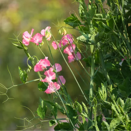 Hrachor vonný královský lososově růžový - Lathyrus odoratus - prodej semen - 20 ks