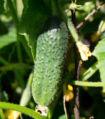 Okurka nakládačka Excelsior F1 - Cucumis sativus - prodej semen - 7 ks