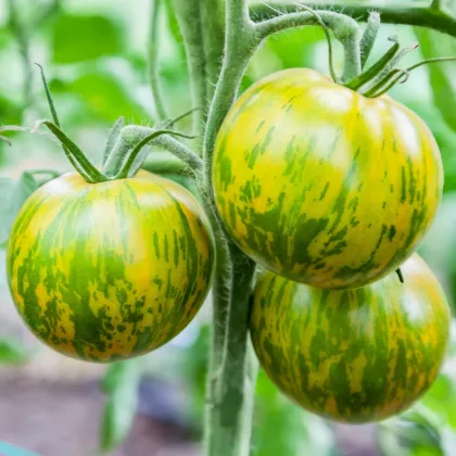 Rajče Zelená zebra - Solanum lycopersicum - prodej semen - 6 ks