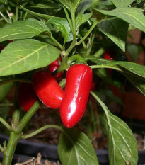 Chilli Jalapeno - Capsicum annuum - prodej semen - 6 ks